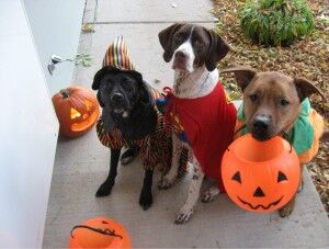 Pets at Halloween